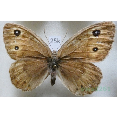 Satyrus ferula (Fabricius, 1793) female France25k